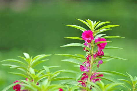 ホウセンカ 摘心|ホウセンカ（鳳仙花）はどうやって剪定しますか？